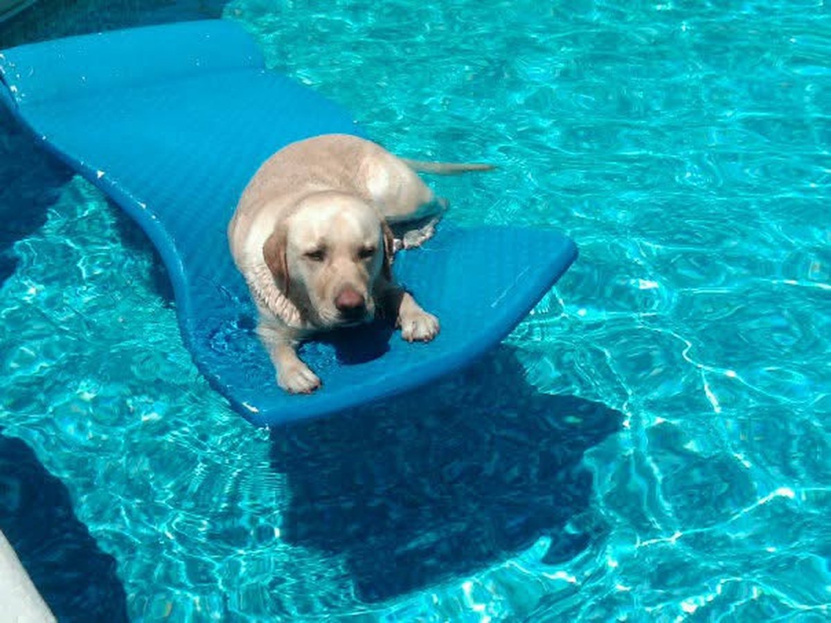 Happy dog by the pool